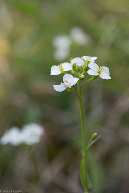 Photographie Plante
