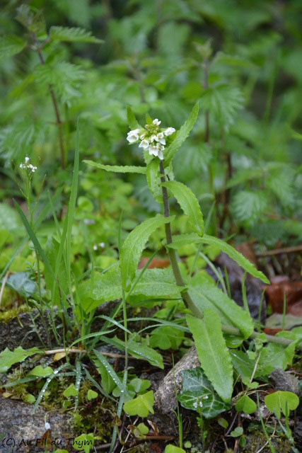 Photographie Plante