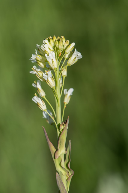 Photographie Plante