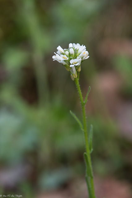 Photographie Plante