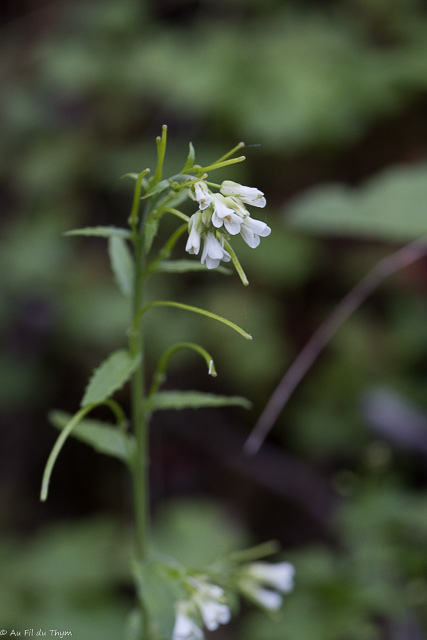 Photographie Plante