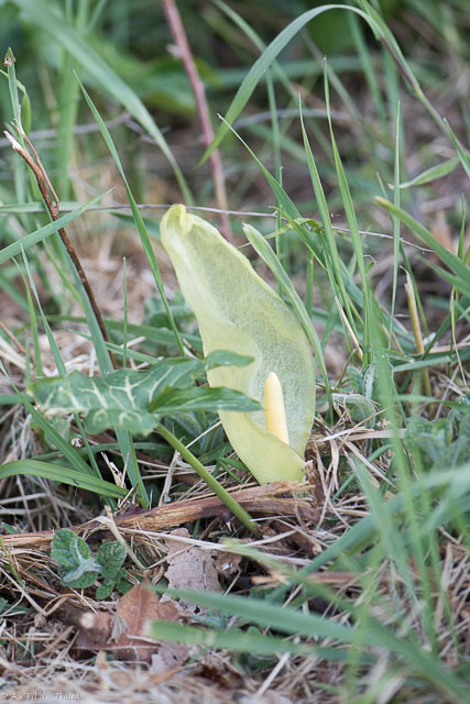 Photographie Plante