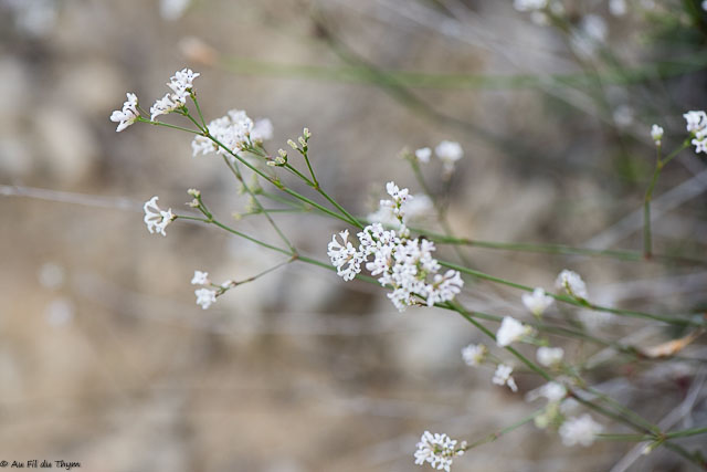 Photographie Plante