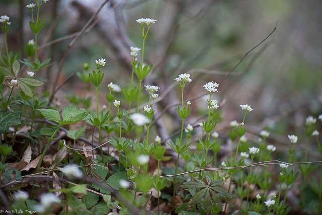 Photographie Plante