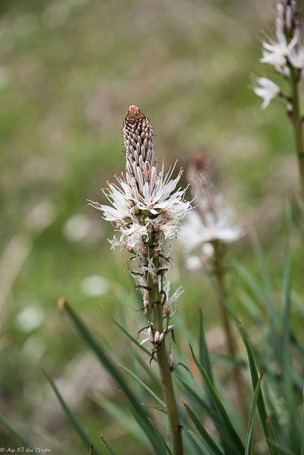 Photographie Plante