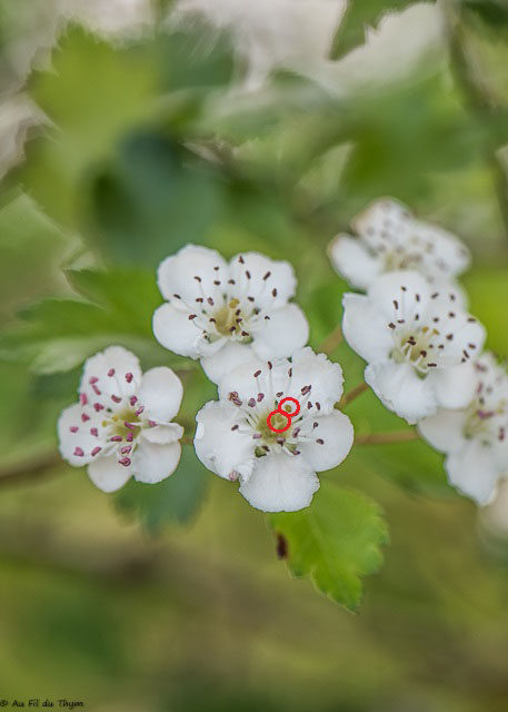 Photographie Plante