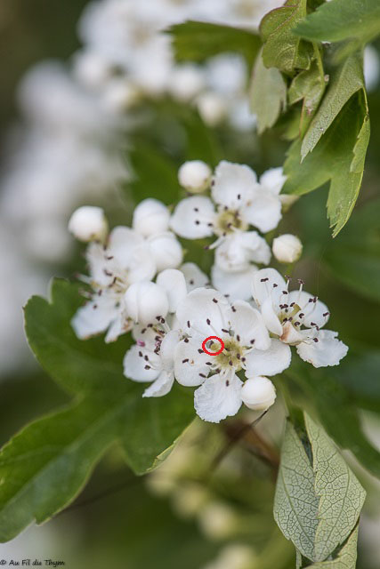 Photographie Plante