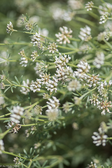 Photographie Plante