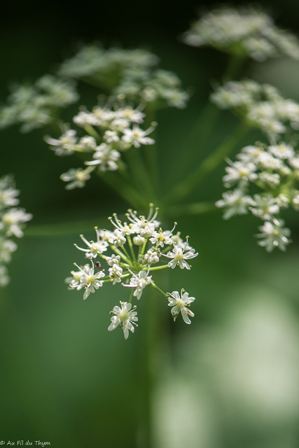 Photographie Plante