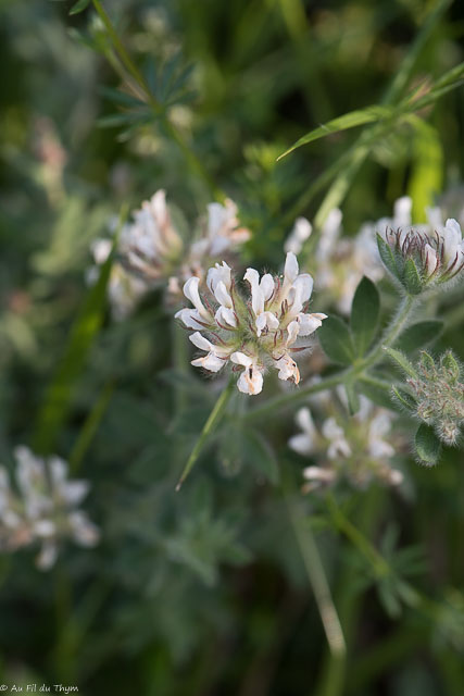 Photographie Plante
