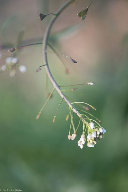 Photographie Plante