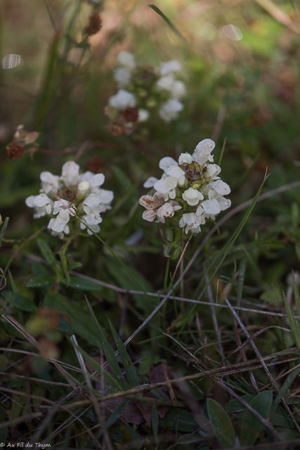 Photographie Plante