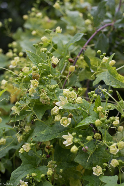 Photographie Plante