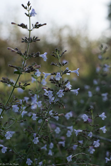 Photographie Plante
