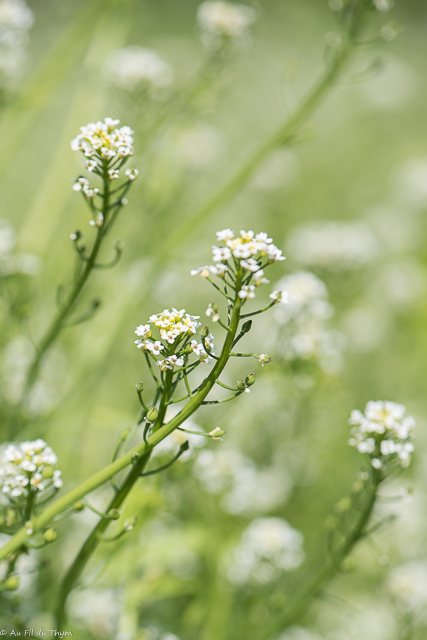 Photographie Plante