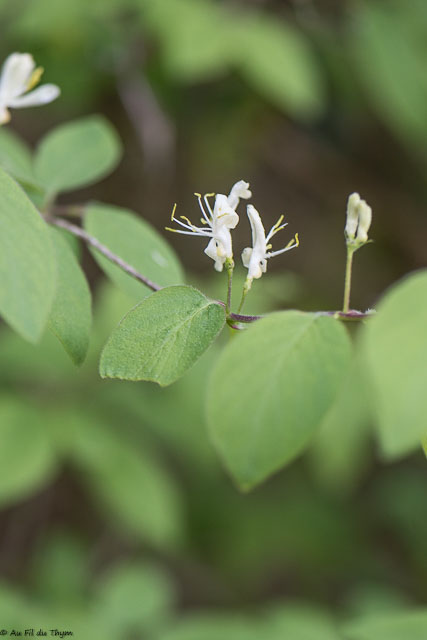 Photographie Plante