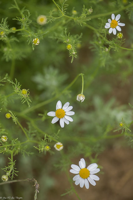 Photographie Plante
