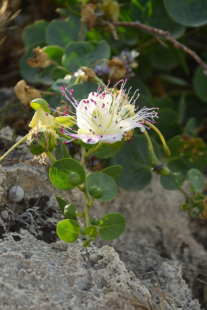 Photographie Plante