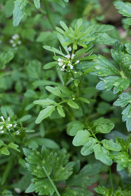 Photographie Plante