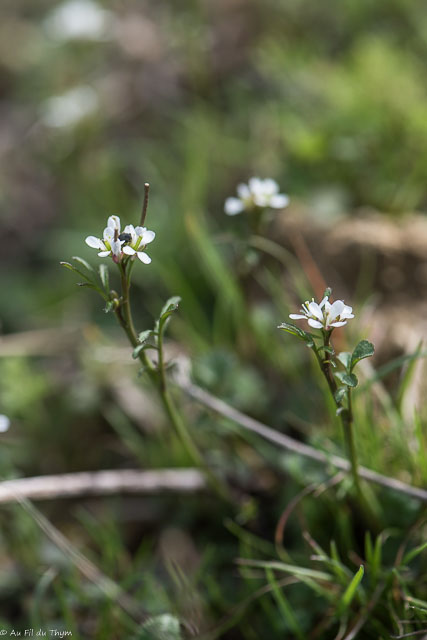 Photographie Plante
