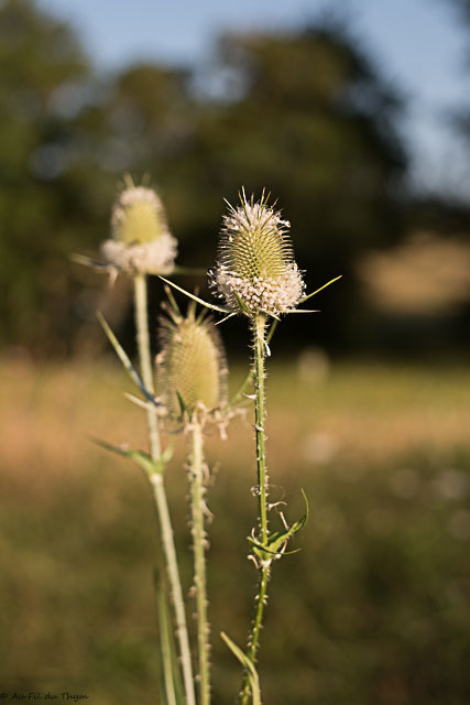 Photographie Plante