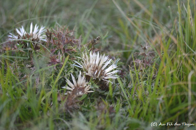 Photographie Plante