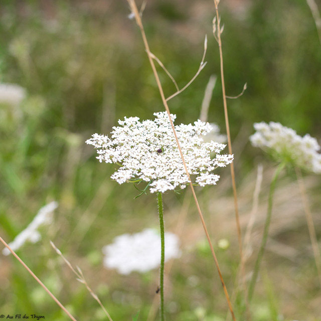 Photographie Plante
