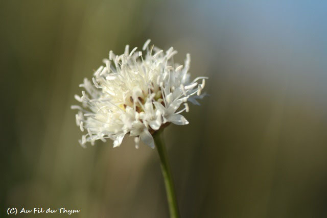 Photographie Plante
