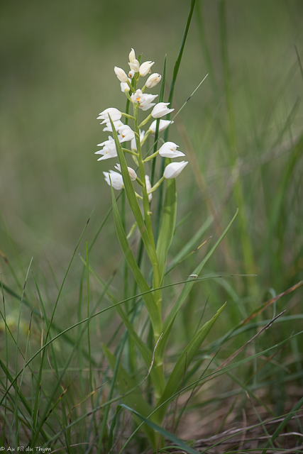 Photographie Plante