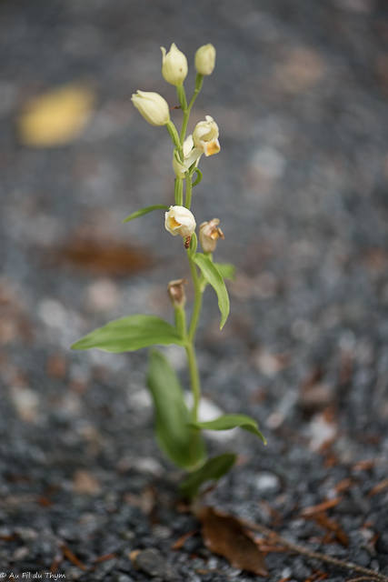 Photographie Plante