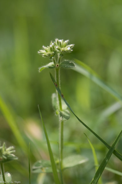 Photographie Plante