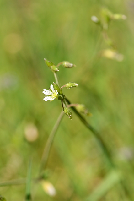 Photographie Plante