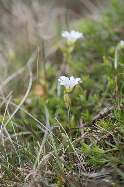 Photographie Plante