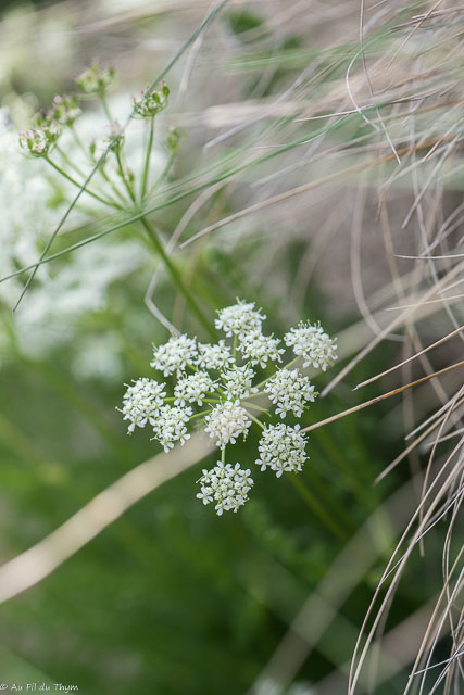 Photographie Plante