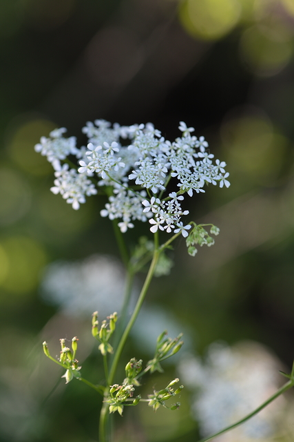 Photographie Plante