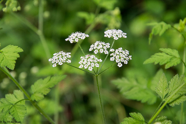 Photographie Plante