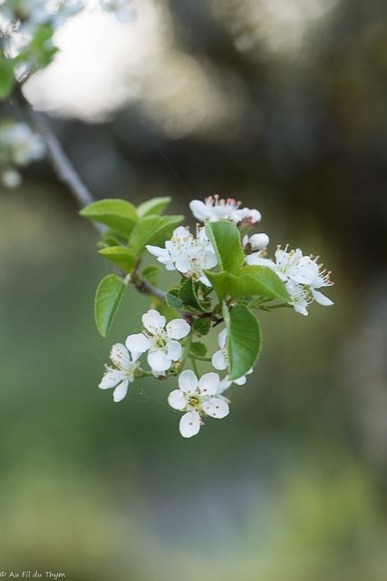 Photographie Plante