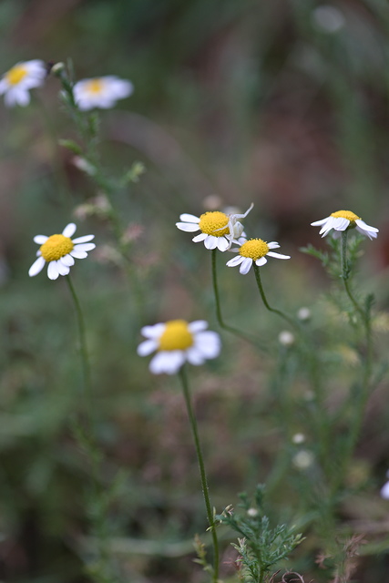 Photographie Plante