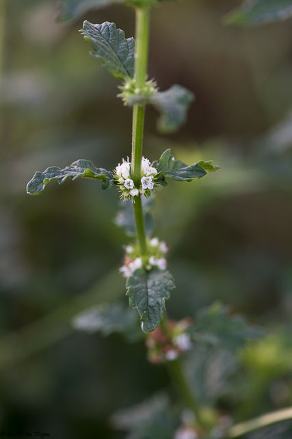 Photographie Plante