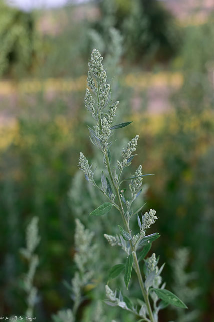 Photographie Plante