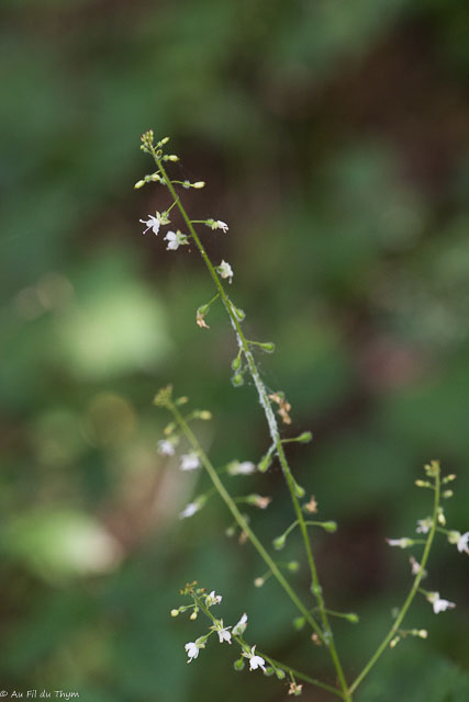 Photographie Plante