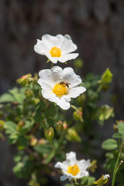 Photographie Plante