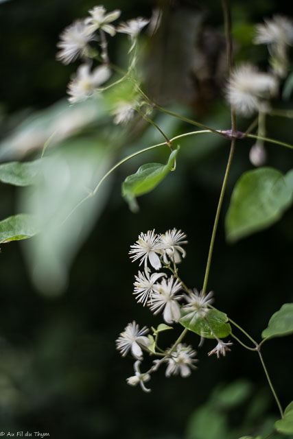Photographie Plante