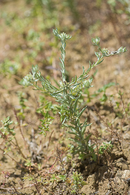 Photographie Plante