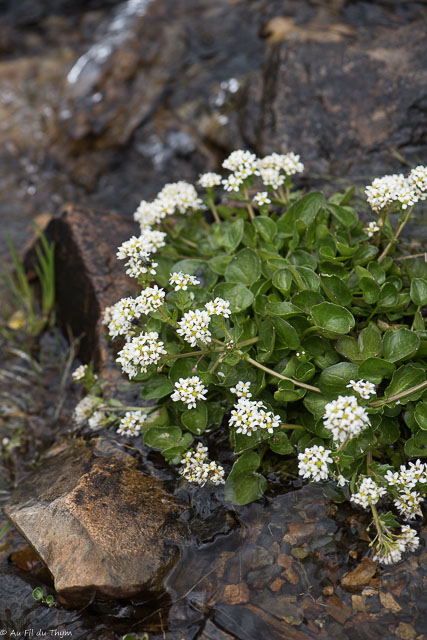 Photographie Plante