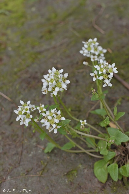 Photographie Plante