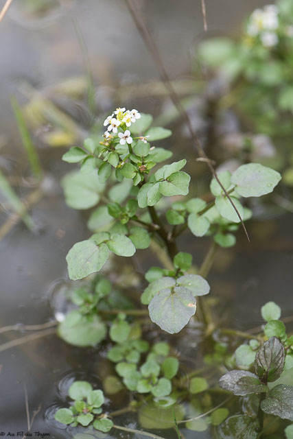 Photographie Plante