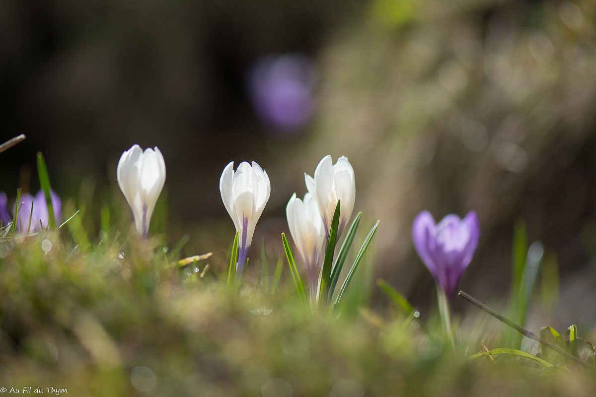 Photographie Plante