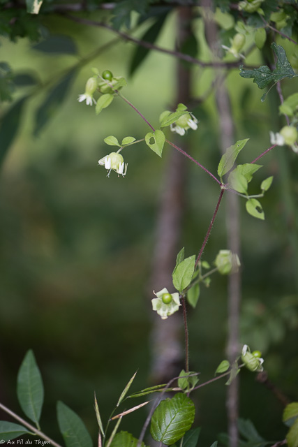 Photographie Plante