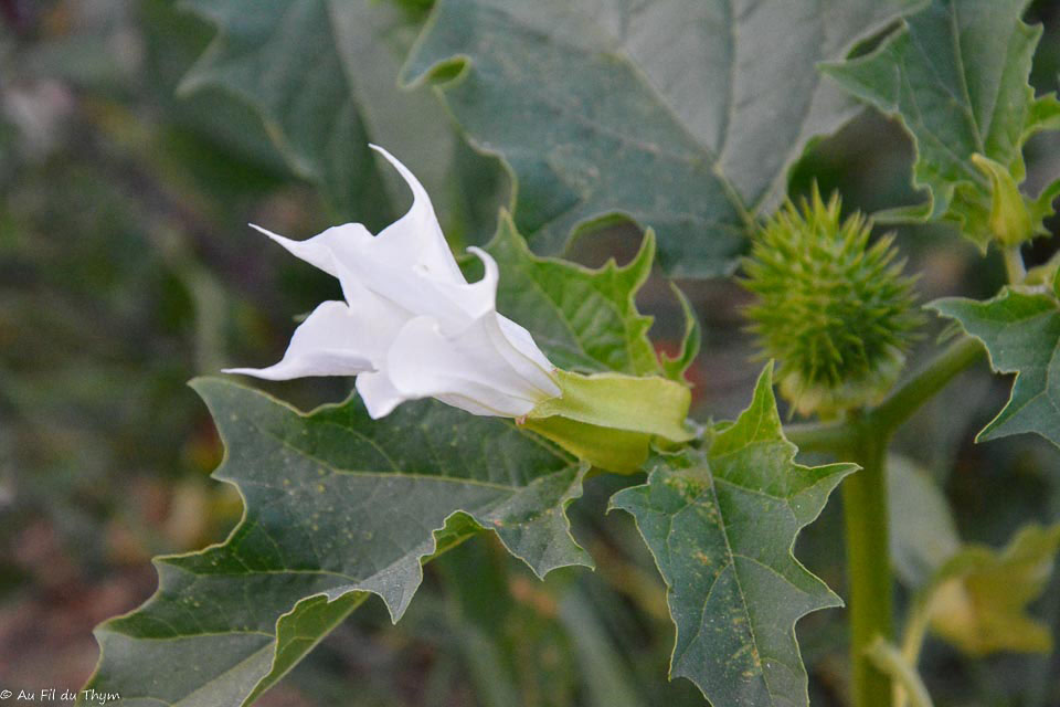Photographie Plante